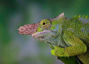 Close-up of a lizard