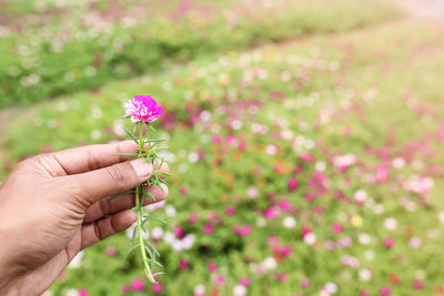 Close-up of hand holding pink flowering plant