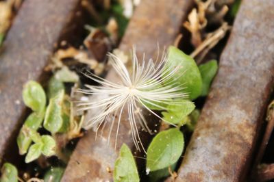 Close-up of plant