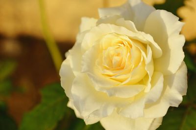 Close-up of white rose