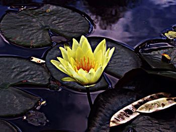 Close-up of lotus water lily in pond