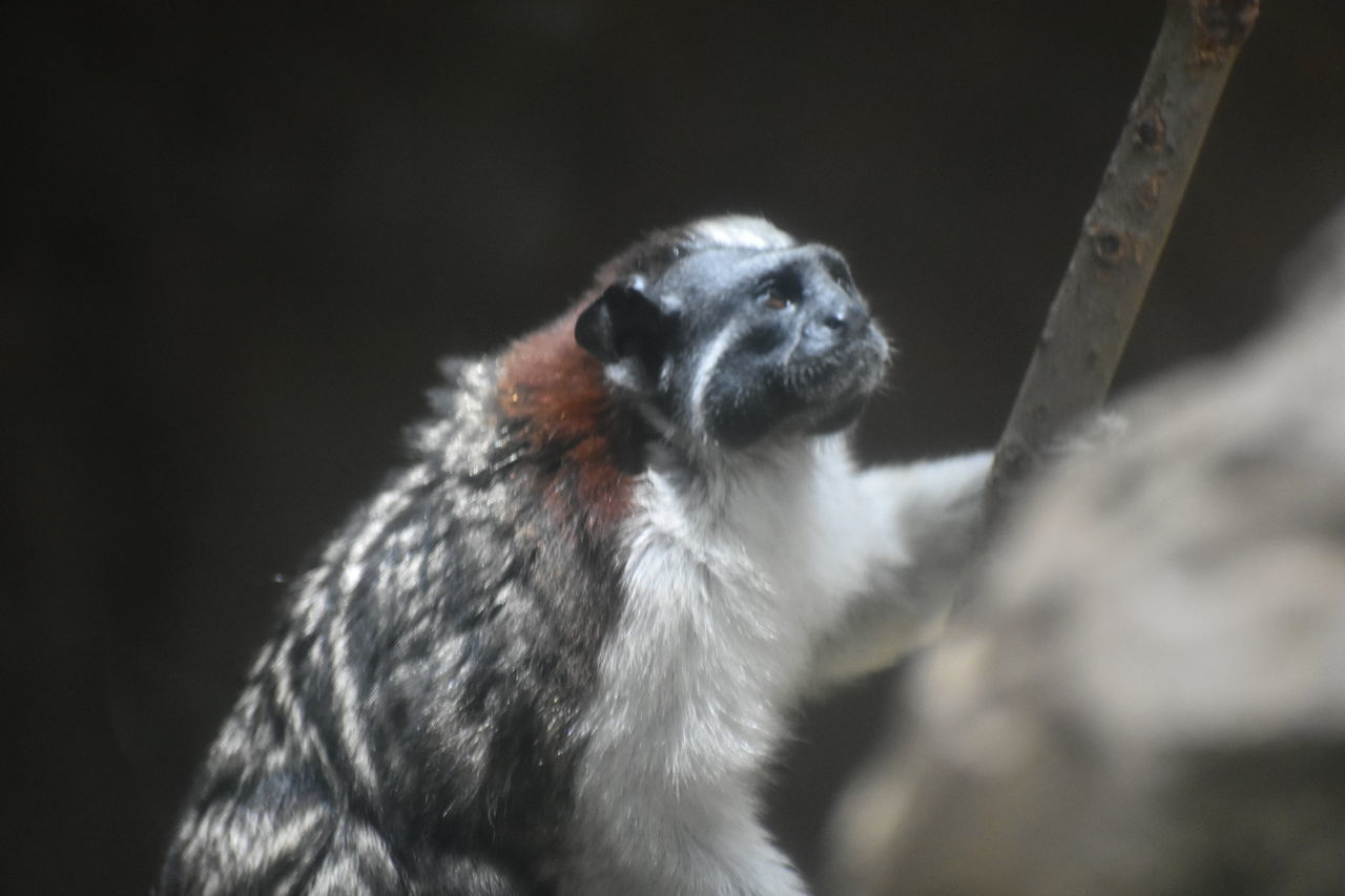 CLOSE-UP OF A MONKEY