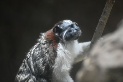 Close-up of monkey