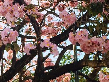 Low angle view of tree against sky
