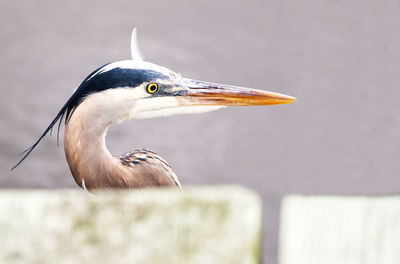 Close-up of a bird