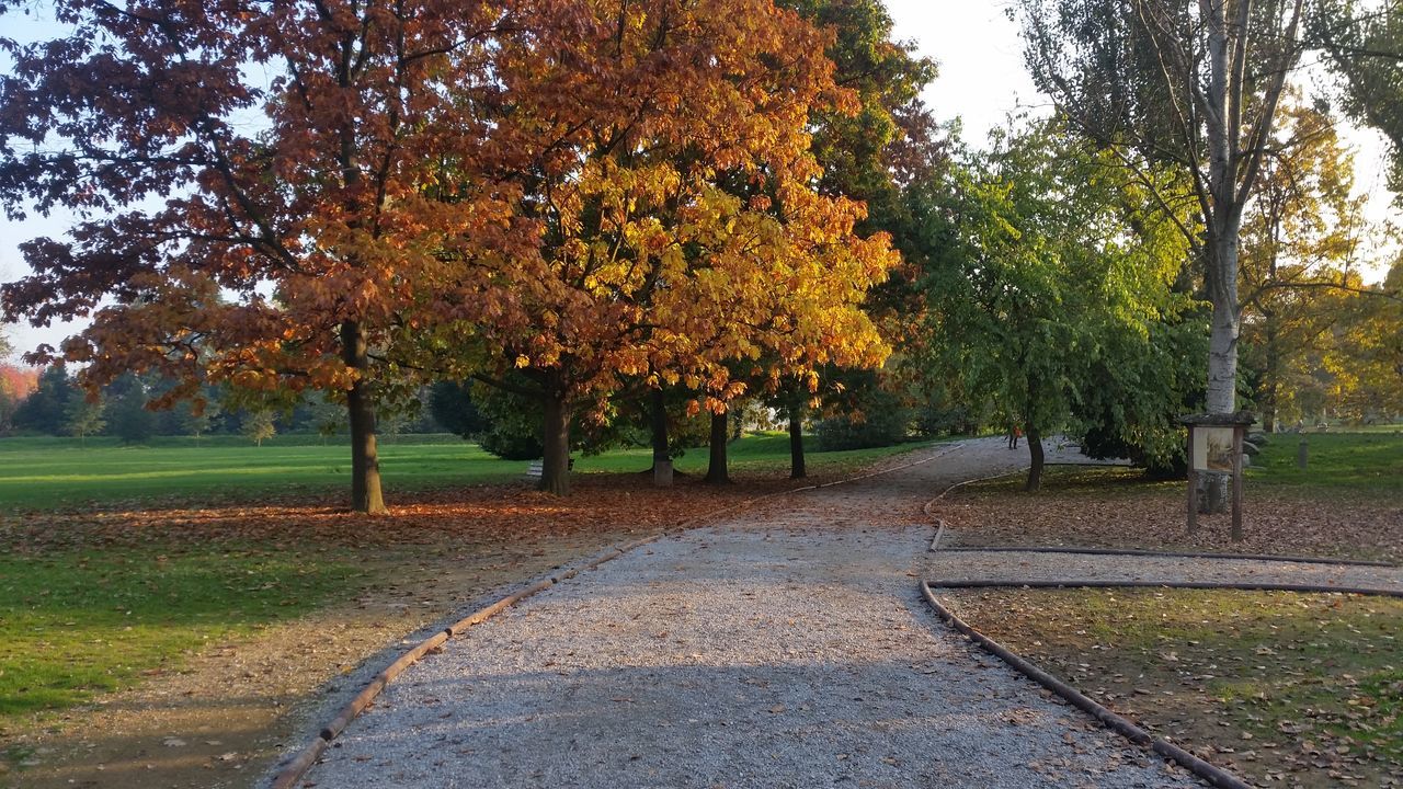 VIEW OF TREES IN AUTUMN