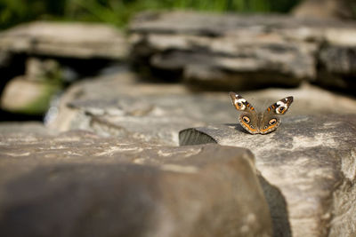 Close-up of lizard on rock