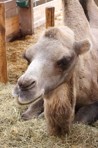 Close-up of a sheep in pen