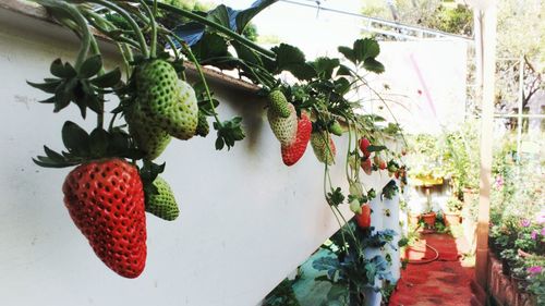 Close-up of fruits hanging on tree