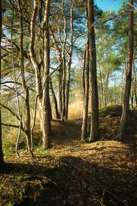 Trees in forest