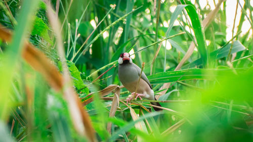 Bird perching on grass