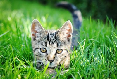 Close-up of cat relaxing on grassy field