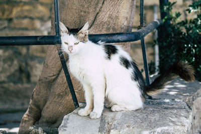 View of a cat looking away