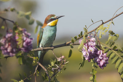 Close-up of bird perching on plant