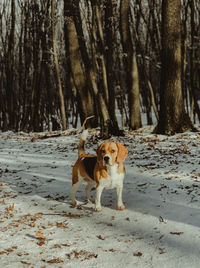 View of dog on snow covered land