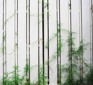 Full frame shot of bamboo plants growing in greenhouse