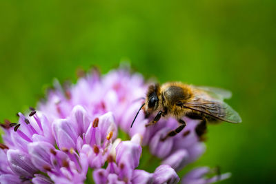 Close-up of honey bee pollinating on purple flower