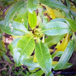 Close-up of green leaves on plant