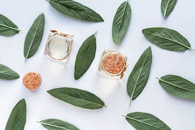 Close-up of leaves on white background