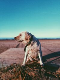 Dog looking away