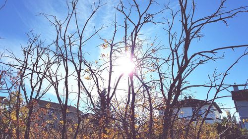 Low angle view of bare trees against blue sky