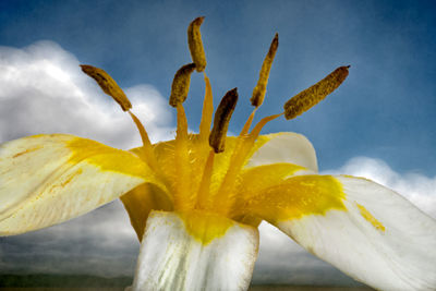 Close-up of yellow flower against sky