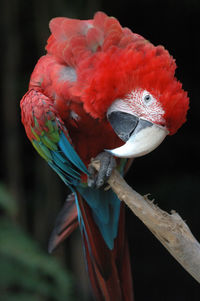 Close-up of a parrot on stem