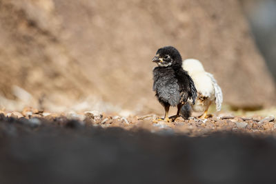 The little chicken stood in the sun during the day.
