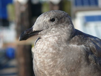 Close-up of bird