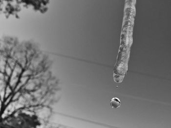 Low angle view of tree against sky