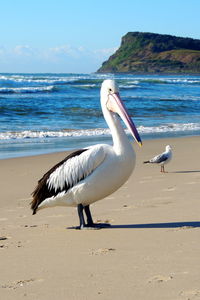 Birds perching on shore at beach against sky