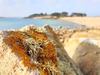 Close-up of lichen on rock at beach against sky