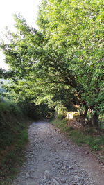 Footpath in park