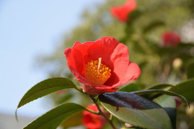 Close-up of red hibiscus blooming outdoors