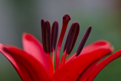 Close-up of red flower