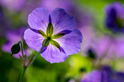 Looking underneath the purple geranium rozanne, gerwat, also known as the jolly bee