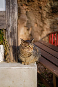 Portrait of cat sitting on wood