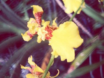 Close-up of yellow flower