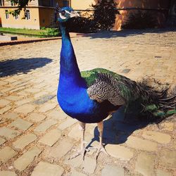 View of peacock on footpath