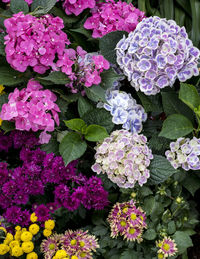 Close-up of pink flowers