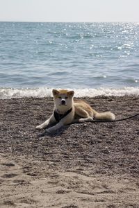 The dog who gives himself a well-deserved rest 