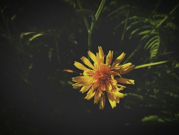 Close-up of yellow flower