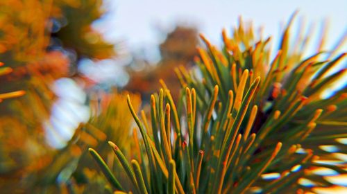 Close-up of plant against blurred background