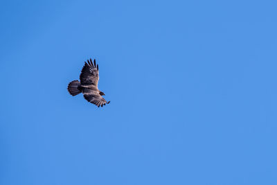 Low angle view of eagle flying in sky
