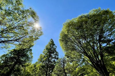 Low angle view of trees against sky