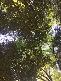 Low angle view of trees against sky