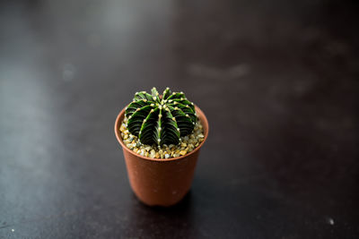 Close-up of potted plant on table