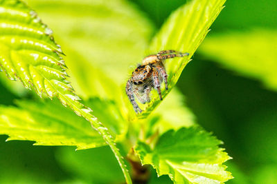 Close-up of insect on leaf