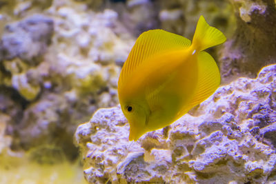 Close-up of fish swimming in sea