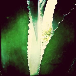 Plants growing on a tree